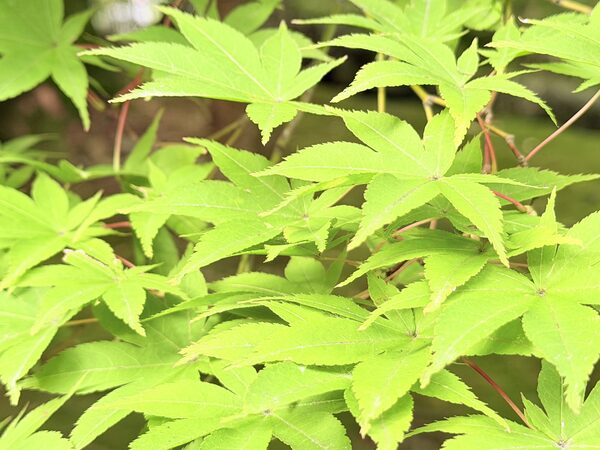 Japan photograph 077